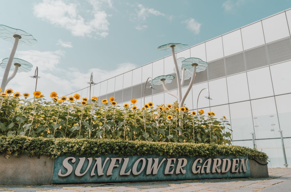 Sunflower Garden at Changi Airport, featuring rows of bright yellow sunflowers under a clear blue sky, with modern glass building backdrop and decorative metal flower sculptures.